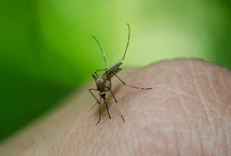 5 municipios concentran más de la mitad de casos de dengue