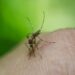 5 municipios concentran más de la mitad de casos de dengue