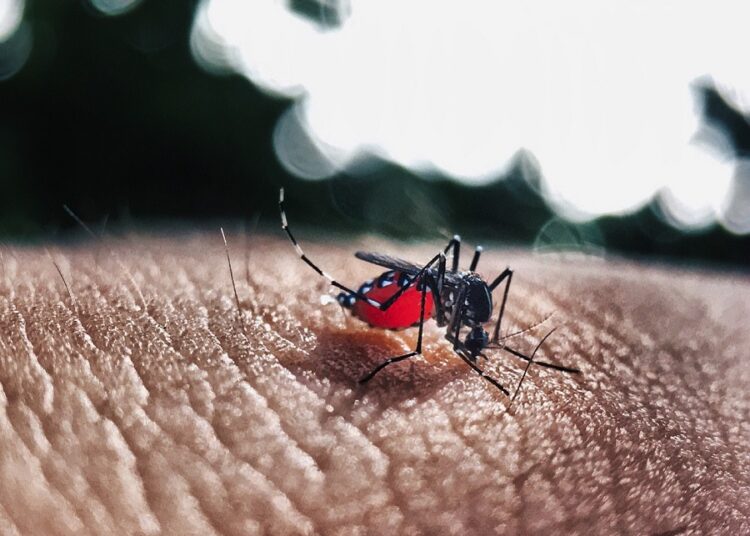 Casos de dengue quintuplican los de COVID-19