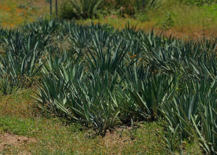 Gobierno e IPN impulsan conformación de cooperativas en municipios mezcaleros