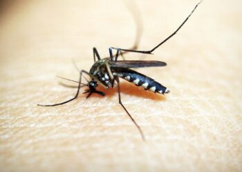 Puebla acumula mil 208 casos de dengue