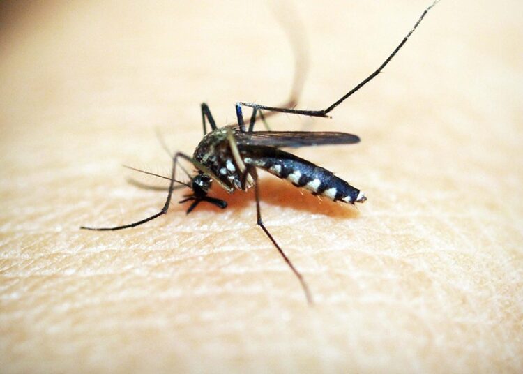 Puebla acumula mil 208 casos de dengue