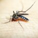 Puebla acumula mil 208 casos de dengue