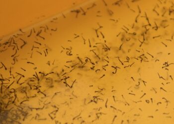 Repuntan casos de dengue