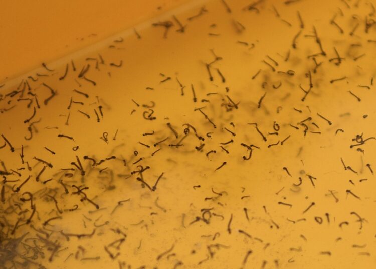 Repuntan casos de dengue