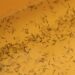 Repuntan casos de dengue