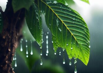 Mantén tu jardín saludable en temporada de lluvias