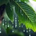 Mantén tu jardín saludable en temporada de lluvias