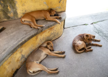 Nuevo caso de maltrato animal en Tepanco de López