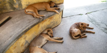 Nuevo caso de maltrato animal en Tepanco de López