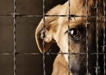 Han presentado 116 denuncias por maltrato animal en 2 años