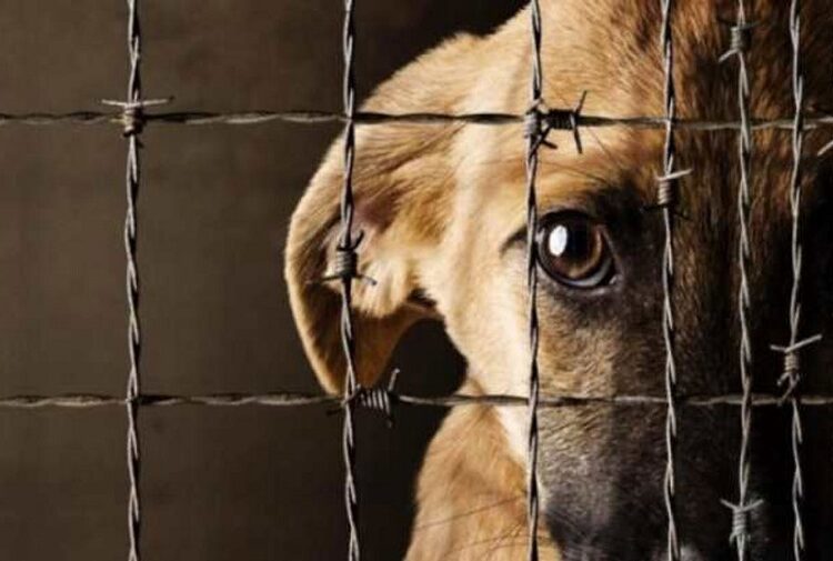 Han presentado 116 denuncias por maltrato animal en 2 años