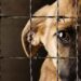 Han presentado 116 denuncias por maltrato animal en 2 años