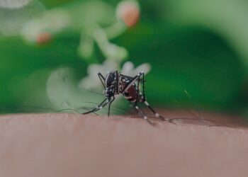 Reportan 3 personas hospitalizadas por dengue