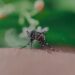 Reportan 3 personas hospitalizadas por dengue