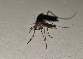 Reportan mil 646 casos acumulados de dengue
