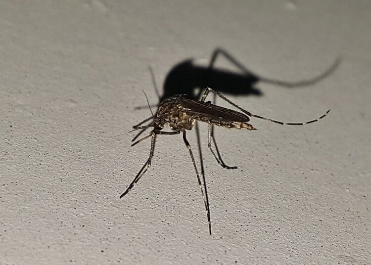 Reportan mil 646 casos acumulados de dengue