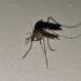 Reportan mil 646 casos acumulados de dengue