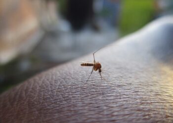 Reportan 43 casos de dengue en últimas 24 horas