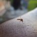 Reportan 43 casos de dengue en últimas 24 horas