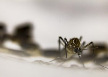 Dengue golpea a Puebla después de la COVID-19