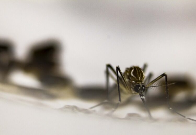 Dengue golpea a Puebla después de la COVID-19