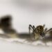 Dengue golpea a Puebla después de la COVID-19