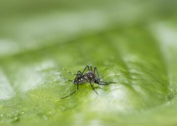 Izúcar de Matamoros continúa con alta incidencia de dengue