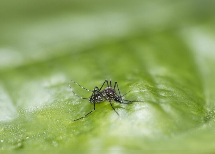 Izúcar de Matamoros continúa con alta incidencia de dengue