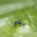 Izúcar de Matamoros continúa con alta incidencia de dengue