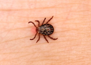 Plaga de chinches ‘infesta’ redes