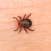 Plaga de chinches ‘infesta’ redes