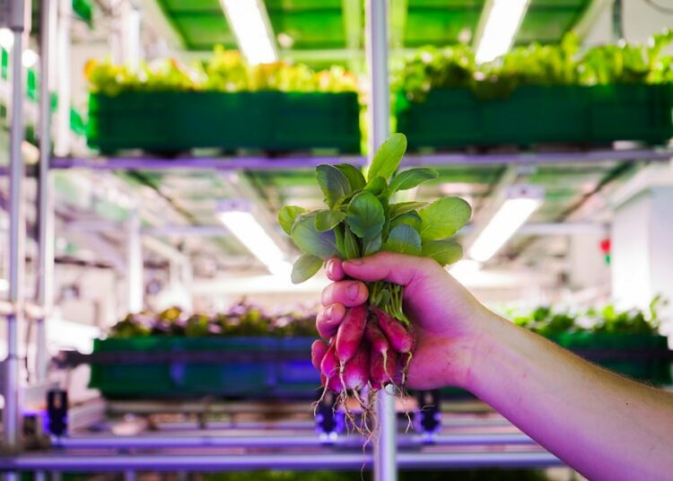 Agricultura vertical aprovecha espacios que dejó pandemia
