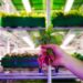 Agricultura vertical aprovecha espacios que dejó pandemia