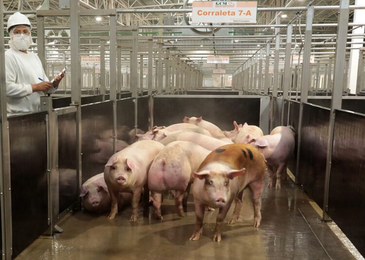Granjas Carroll se recertifica internacionalmente por bienestar animal