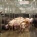 Granjas Carroll se recertifica internacionalmente por bienestar animal