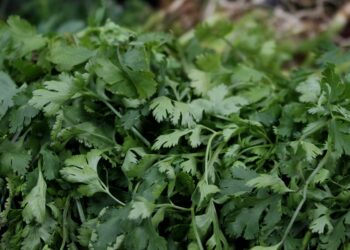 Investigadores BUAP ayudan en lograr inocuidad en producción de cilantro
