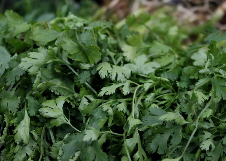 Investigadores BUAP ayudan en lograr inocuidad en producción de cilantro