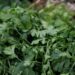 Investigadores BUAP ayudan en lograr inocuidad en producción de cilantro