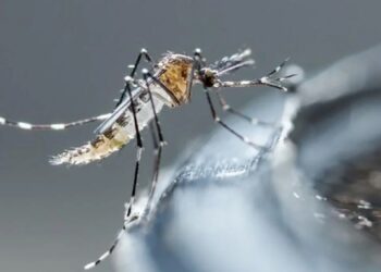 Dengue, sin decesos ni nuevos contagios en últimas 24 horas