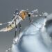 Dengue, sin decesos ni nuevos contagios en últimas 24 horas