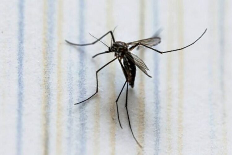 Dengue rebasa los 2 mil casos