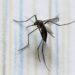 Dengue rebasa los 2 mil casos