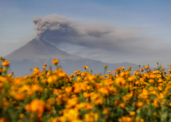 Productores de flor de Atlixco esperan ventas superiores a los 100 millones