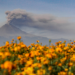 Productores de flor de Atlixco esperan ventas superiores a los 100 millones