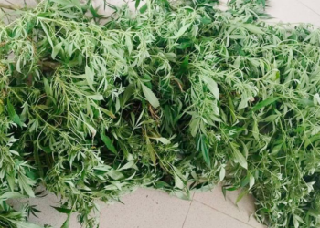 En Xochitlán, Policía Estatal asegura una planta de marihuana