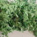 En Xochitlán, Policía Estatal asegura una planta de marihuana