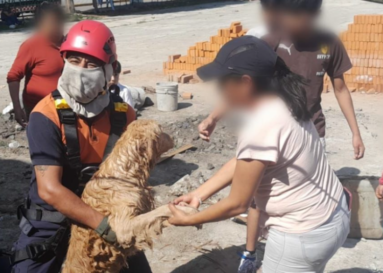 Tras caer 8 metros en un pozo, bomberos de San Andrés rescatan a 2 perros