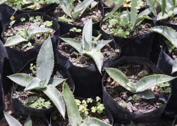 Gobierno estatal entrega más de 7 millones de plantas de agave mezcalero