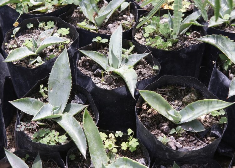 Gobierno estatal entrega más de 7 millones de plantas de agave mezcalero